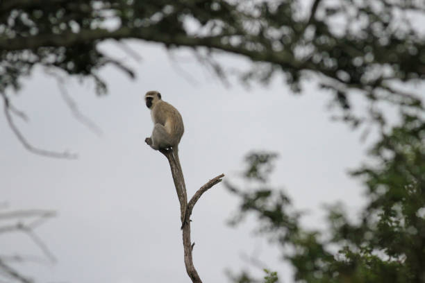 istock Hluhluwe-Imfolozi Park, South Africa 2177670831