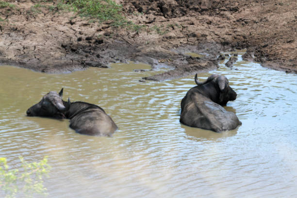 Hluhluwe-Imfolozi Park is the oldest Nature Reserve in Africa. It is located in Central KwaZulu Natal and throughout the Park there are many signs of Stone Age and iron smelting sites.