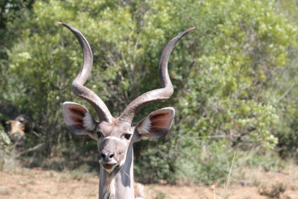 istock Hluhluwe-Imfolozi Park, South Africa 2177671072