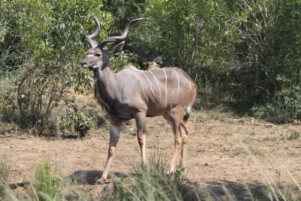 istock Hluhluwe-Imfolozi Park, South Africa 2177671086