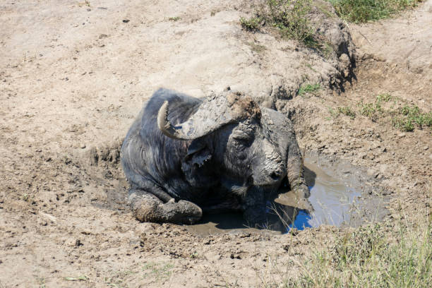 Hluhluwe-Imfolozi Park is the oldest Nature Reserve in Africa. It is located in Central KwaZulu Natal and throughout the Park there are many signs of Stone Age and iron smelting sites.