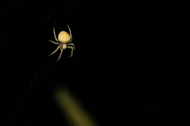 A detailed close-up of a spider perched on its web against a dark background. The image captures the intricate details of the spider and its delicate web structure.