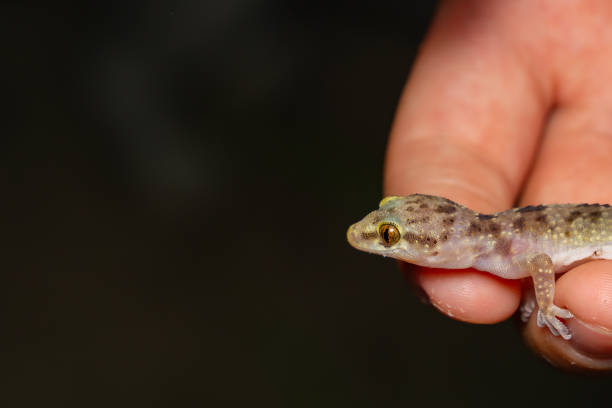A tiny gecko rests gently on a person's fingertips, showcasing its delicate features and vibrant eyes, against a dark background. Capturing the connection between humans and nature.