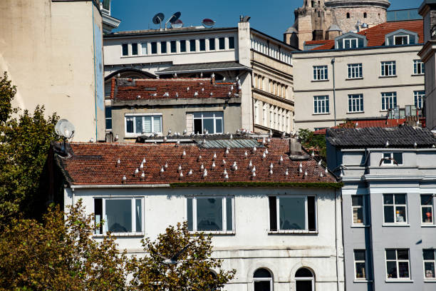Old buildings in Istanbul with seagulls perched on their roofs