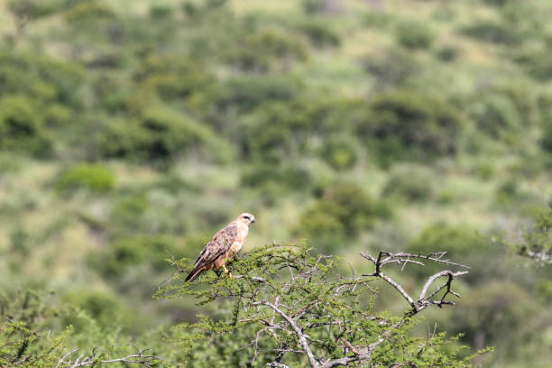 Hluhluwe-Imfolozi Park is the oldest Nature Reserve in Africa. It is located in Central KwaZulu Natal and throughout the Park there are many signs of Stone Age and iron smelting sites.