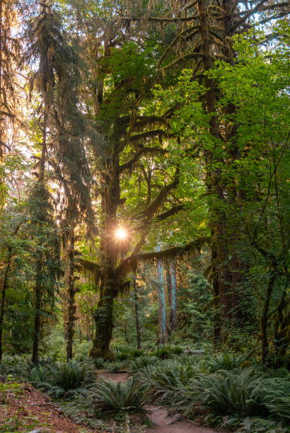 istock Orange Sun Burst Through Large Mossy Tree In Hoh Rainforest 2177674295