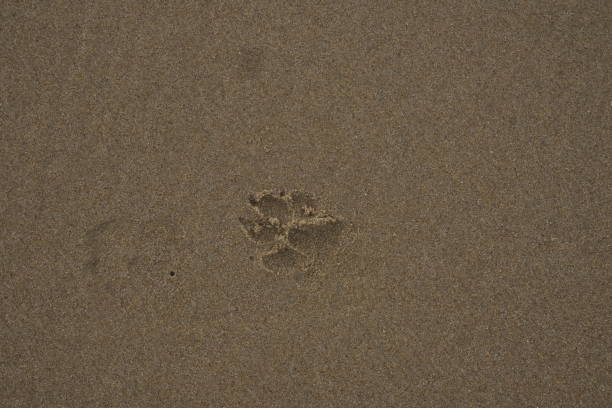 A single dog's paw print pressed into the smooth sand, capturing a quiet moment on an empty beach.