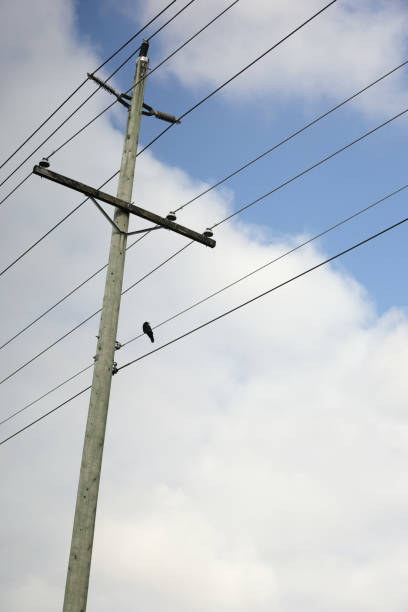 istock Crow Perches on a Power Line in Canada 2177677153