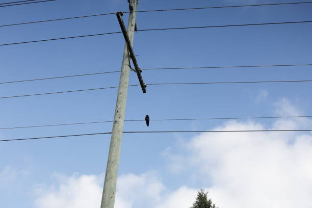 istock Crow Watches from a Power Line in Canada 2177677168