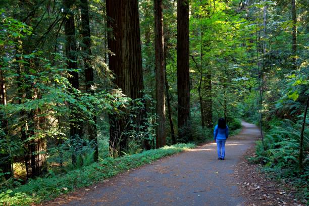 istock Redwoods in Jedidiah Smith State Park 2177678792
