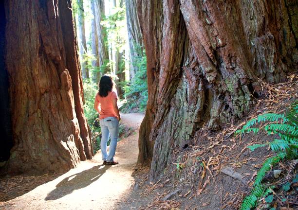 istock Redwoods in Jedidiah Smith State Park 2177678877