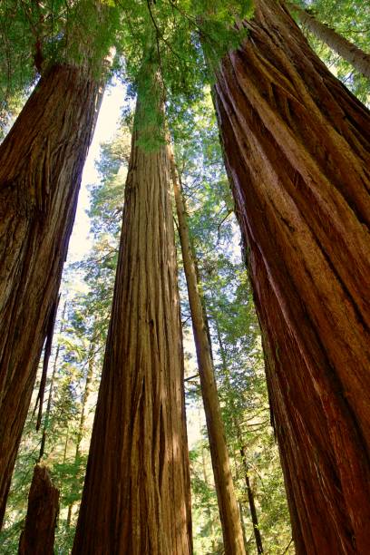 istock Redwoods in Jedidiah Smith State Park 2177678884