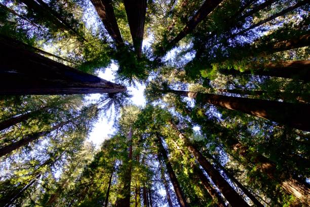 istock Redwoods in Jedidiah Smith State Park 2177678898