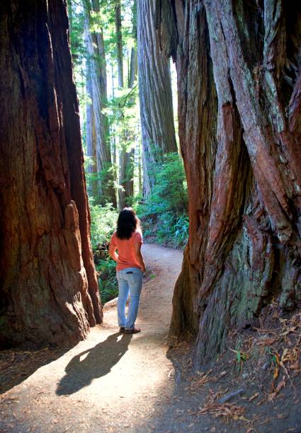 istock Redwoods in Jedidiah Smith State Park 2177679062
