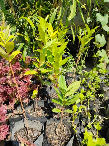 istock bay plant in the garden 2177680055