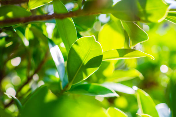 istock Natural plant green leaf in garden with bokeh background 2177680964