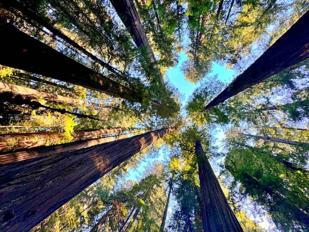 istock Redwood National Park 2177682768