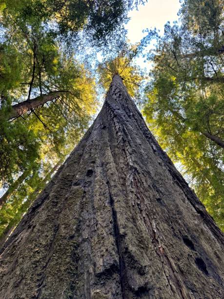 istock Redwood National Park 2177682772