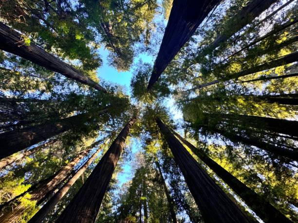 istock Redwood National Park 2177682782