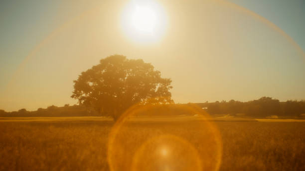 A large tree stands alone, its silhouette etched against the warm glow of the sunset, dominating the tranquil expanse of the majestic field.