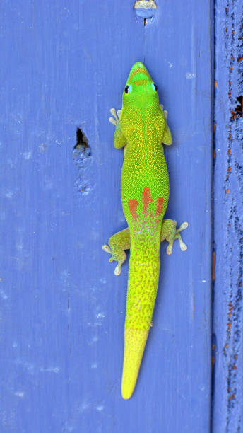 istock vibrant green gecko on a blue wooden surface in Hawaii 2177683565