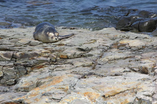 Baby Seal next to Frenchman Bay, Bar Harbor, Maine