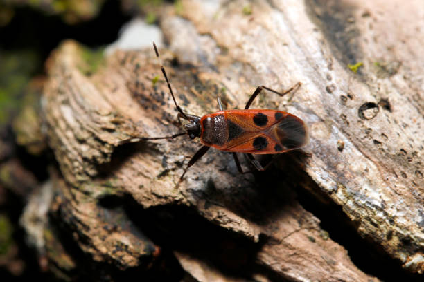 Adult Physopelta parviceps (Himehoshikamemushi) stink bug with black markings on a red background (Wildlife closeup macro photograph)