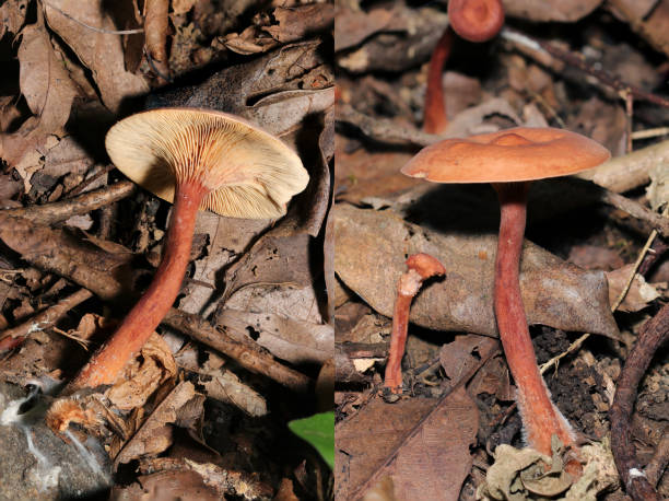 istock Front and back images of a Lactarius mushroom with a reddish brown cap and stem (Natural Science closeup macro photograph) 2177686733