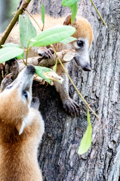 istock Two baby coaties playing with a branch on a tree trunk 2177689463