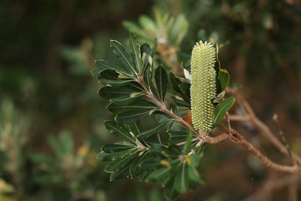 Coastal Banksia proteaceae/Banksia integrifolia flower ready to open growing near the beach in New South Wales, Australia
