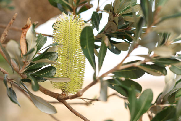 Coastal Banksia proteaceae/Banksia integrifolia flower growing near the beach in New South Wales, Australia