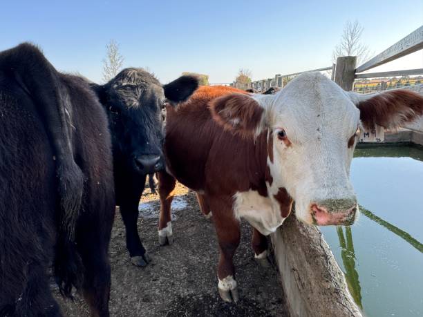 istock Bos Taurus commonly known as domestic cattle 2177693067