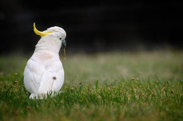 Sulphur Crested Cockatoo foraging for food on the ground