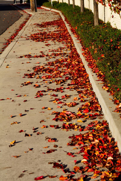 Sidewlak With Autumn Leaves Piling Up Against Curb With Green Shrubs