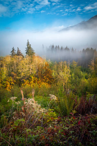 Vancouver Island wilderness landscape on a foggy Autumn morning.