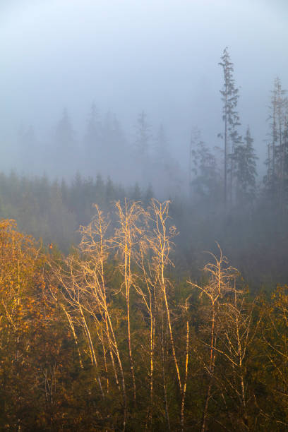 Vancouver Island wilderness landscape on a foggy Autumn morning.