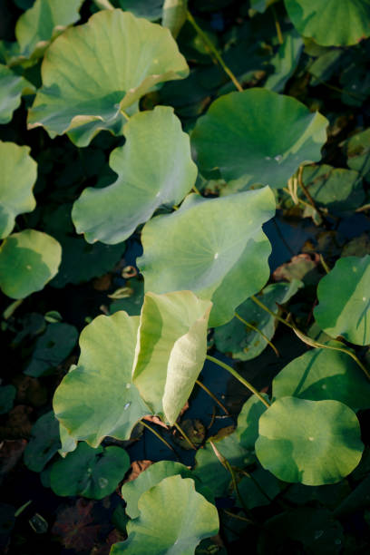 istock lotus leaves growing in the pond 2177695389