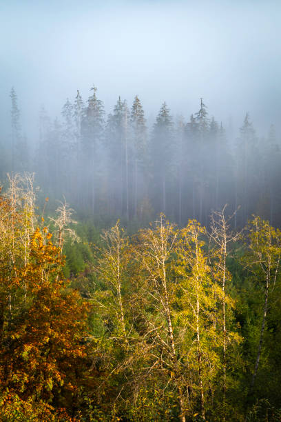 Vancouver Island wilderness landscape on a foggy Autumn morning.