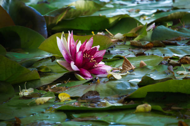 A vibrant pink water lily blooming among green lily pads on a calm water surface.