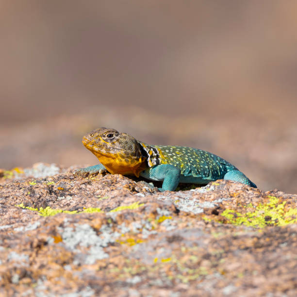 Swapped Lizard 500+ Collared Lizard Fotografías de stock, fotos e imágenes libres de ...