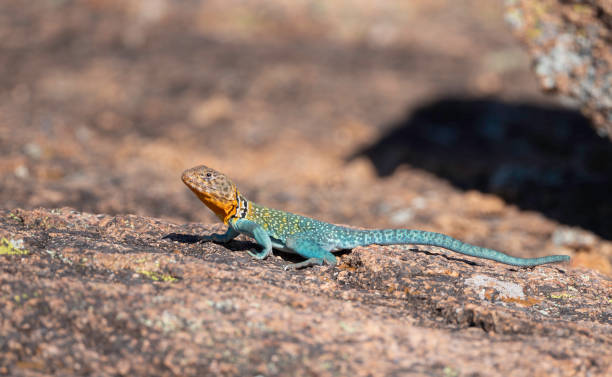 Clapped Lizards 500+ Collared Lizard Fotografías de stock, fotos e imágenes libres de ...