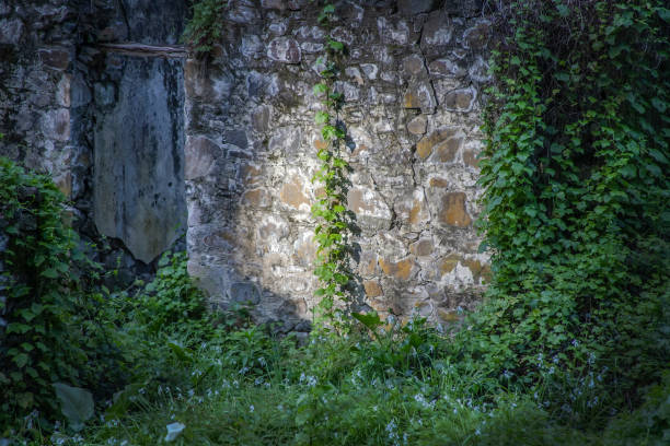 Ruins of an old farm house in a green forest in Australia, overgrown with grass and white flowers, power of nature, special mood . High quality photo