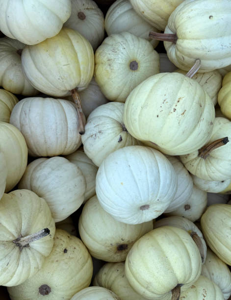 istock Pile of pumpkins 2177702059