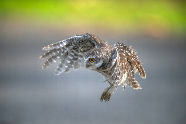 istock Spotted owlet flying to catch prey on the ground (Athene brama) 2177702106