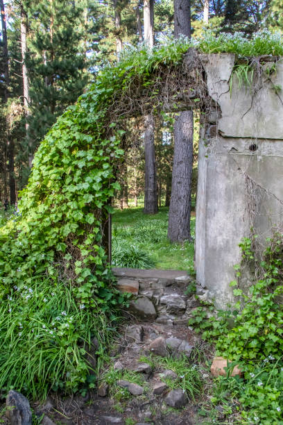 istock Abandoned stone house ruins overgrown with greenery and white calla lilies in tranquil Australian forest, nature power 2177702461
