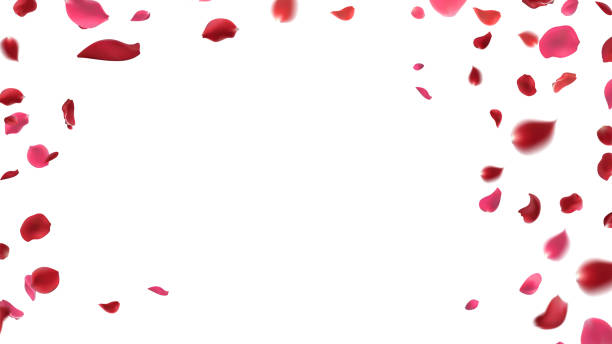 istock Rose petals or sakura flying petals, romantic background with realistic pink cherry flower petals flow or falling motion. Love, romance, floral spring season 2177705667