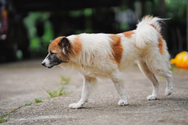 A dog walks gracefully across a concrete surface in a lush green environment, showcasing its playful yet curious demeanor.