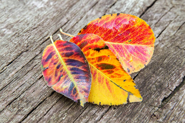 Bright autumn leaves on a rough wooden surface. Red and yellow fallen leaves.
