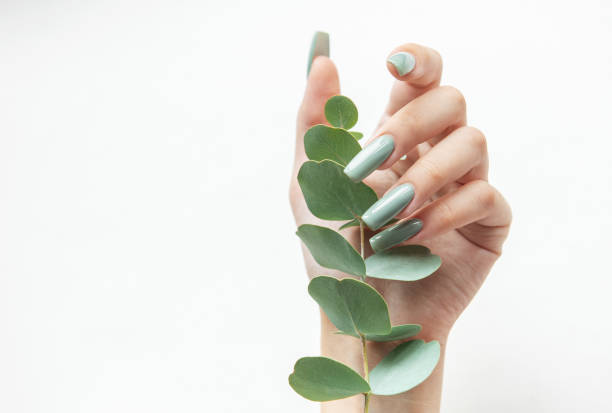 istock A hand with elegant green nails holding a delicate stem of eucalyptus on a bright white background 2177707737