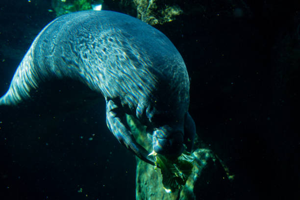 Manatee floating underwater. Shallow DOF, with main focus on manatee's face. 